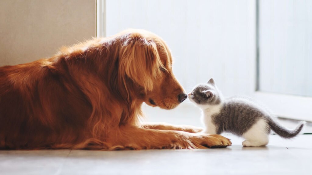 Safe Human Foods Your Dog Can Eat – And What to Avoid