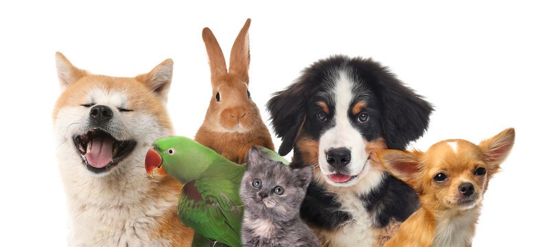 5 Signs Your Dog Needs a Vet Visit