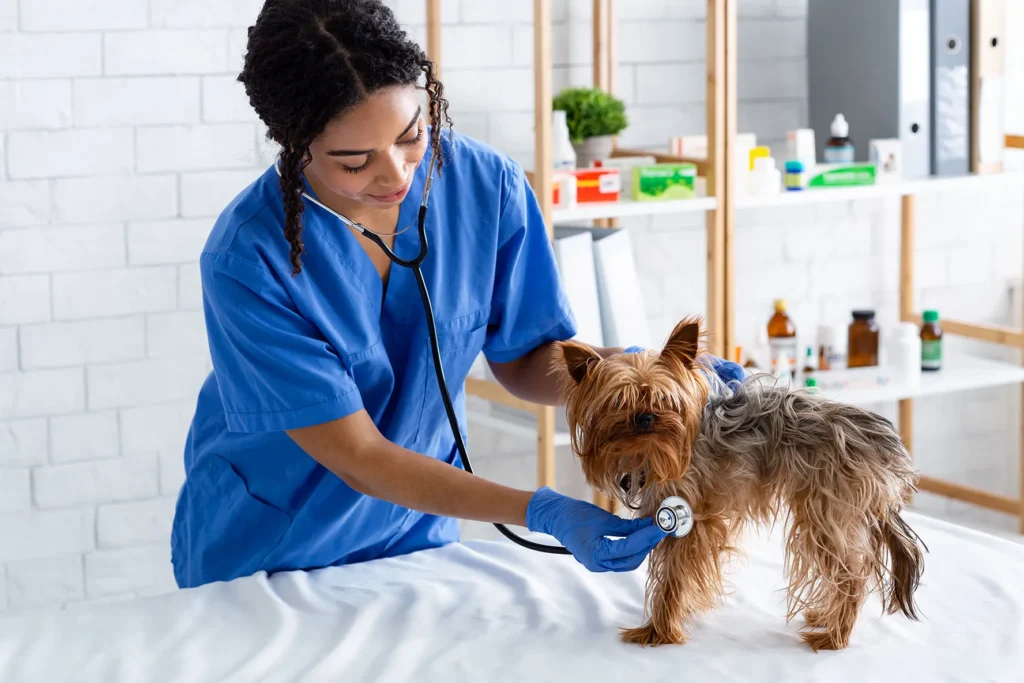 5 Simple Tips to Keep Your Cat Happy and Healthy