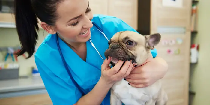 How to Keep Your Dog Healthy: 7 Essential Tips Every Owner Should Follow