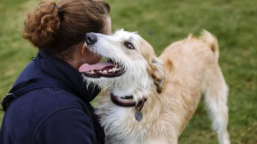 Basic First Aid Every Pet Owner Should Know