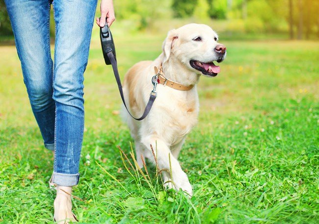 How to Choose the Right Pet for Your Lifestyle 🏡