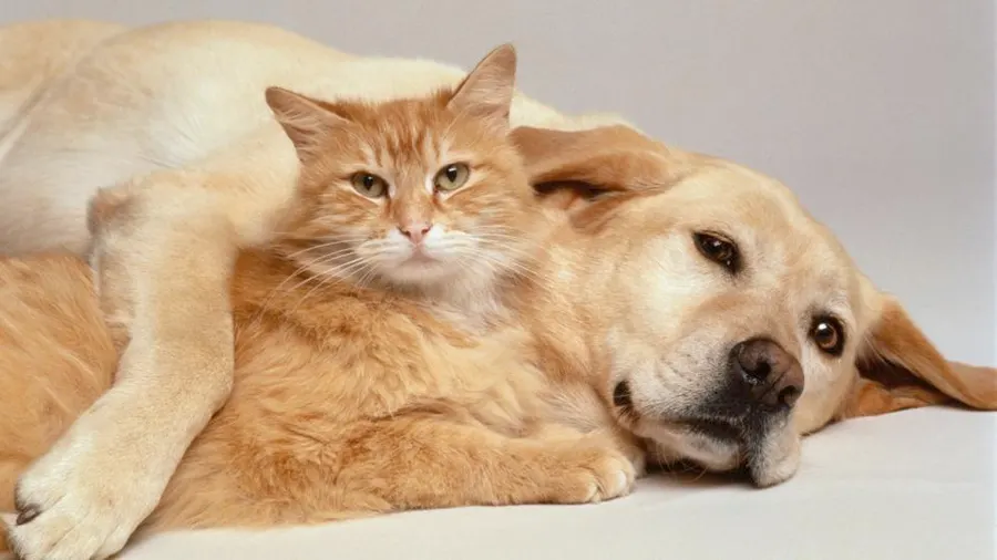 How to Choose the Right Food for Your Pet: A Simple Guide