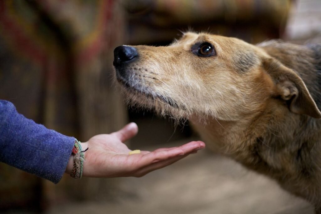 Top 10 Signs Your Pet Is Unwell – Don’t Ignore These!