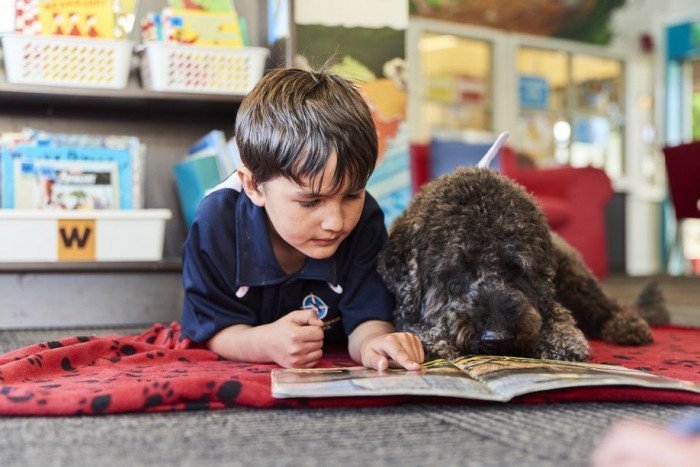 DIY Pet Toys: 5 Fun and Easy Ideas to Keep Your Pet Entertained