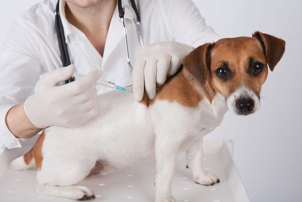 Top 10 Essential Dog Training Tips Every Pet Parent Must Know