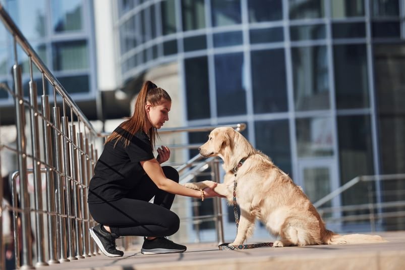 Homemade Dog Meals: 3 Easy & Healthy Recipes Your Pup Will Love