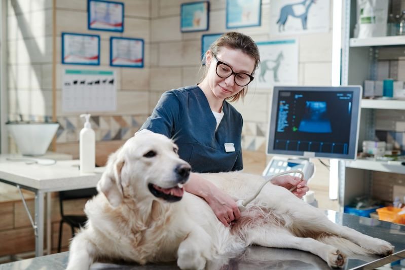 Top 10 Must-Have Pet Accessories Every Owner Should Own