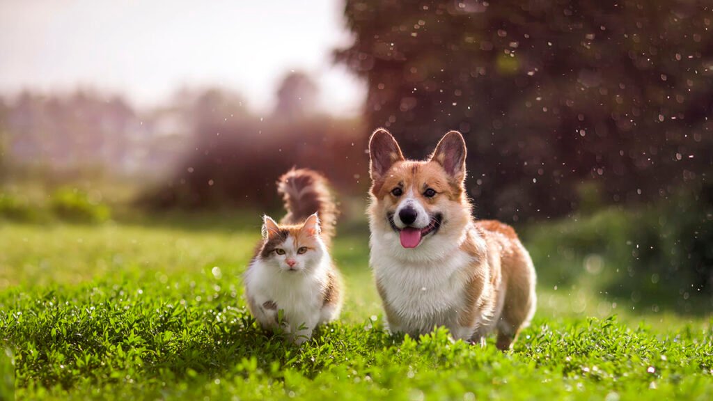 How to Help Your Pet Adjust to a New Home