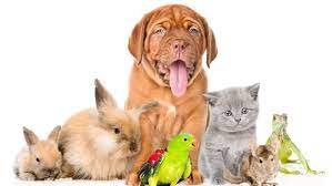 How to Create a Safe Indoor Environment for Your Cat