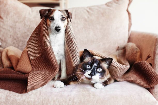 How to Train Your Dog: 5 Basic Commands Every Dog Should Know