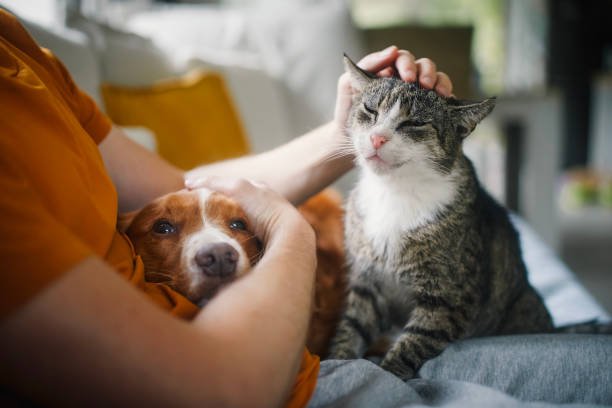 Traveling with Pets? Here’s Everything You Need to Know