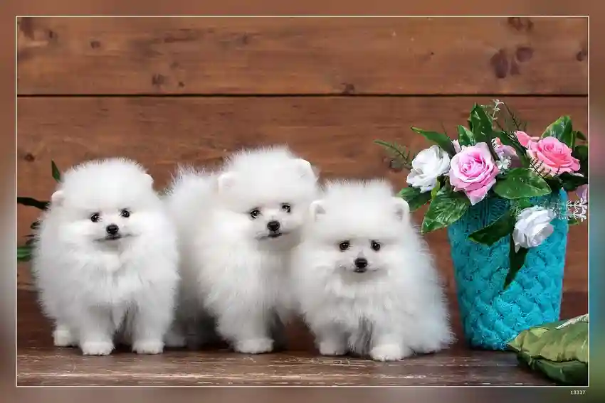 How to Socialize Your Puppy: A Beginner’s Guide