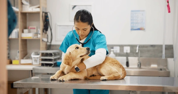 5 Essential Tips for First-Time Dog Owners