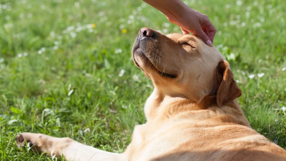 How to Keep Your Pet Cool and Safe During Summer Heat